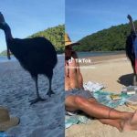 Turistas juegan con un ave sin imaginar que es la más letal del mundo