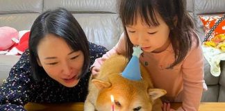 “Cheems”, el perro de los memes, celebró su cumpleaños número 12