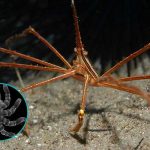 Científicos estudian arañas marinas por que se pueden regenerar