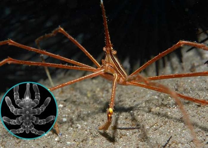 Científicos estudian arañas marinas por que se pueden regenerar