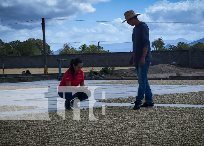 Emprendedora de Nueva Segovia incursiona con éxito en el mundo de la caficultura