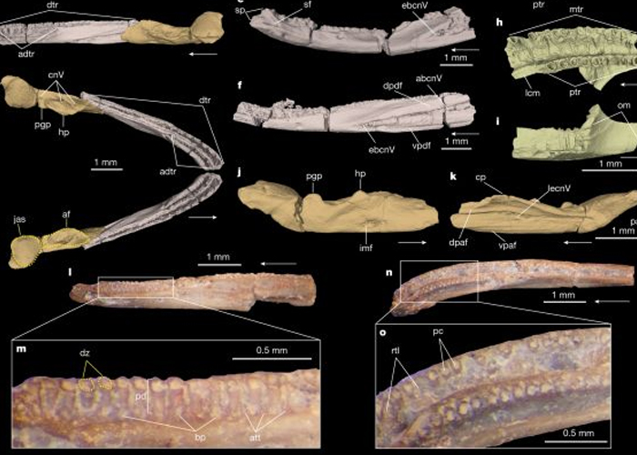 Foto: ¡Increíble! Gusano fosilizado podría explicar el origen de los anfibios / Cortesía