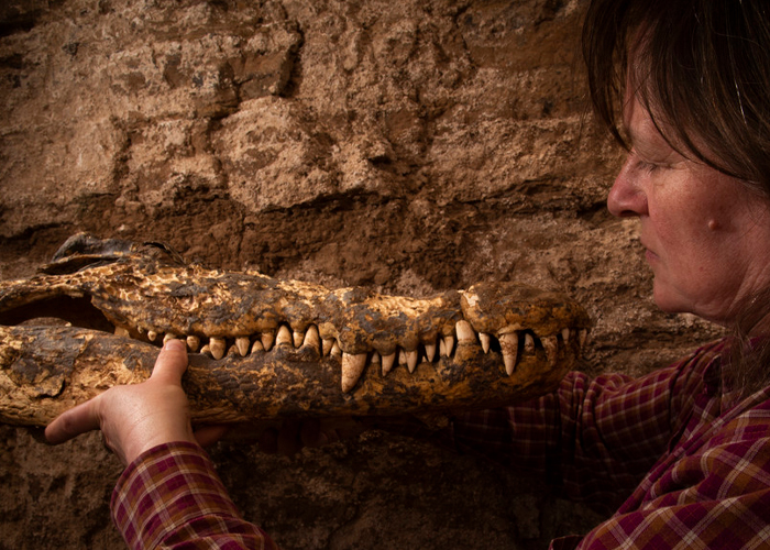 Arqueólogos hallan cocodrilos momificados en Egipto