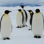 Científicos descubren nueva colonia de pingüinos en la Antártida