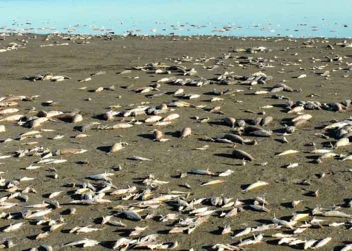 Miles de peces muertos por falta de agua en laguna de Villa Cañás, Argentina