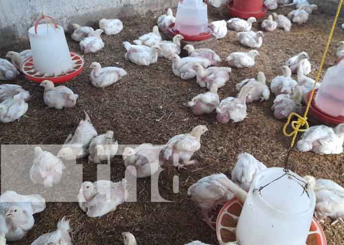 Dinamizan su economía con crianza y comercialización de pollos en Diriomo