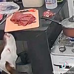 Perrito aprovecha descuido de dueños y los deja sin carne