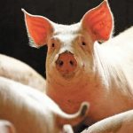 Insólito: Cerdo mata a carnicero en reacción para no ser sacrificado
