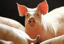Insólito: Cerdo mata a carnicero en reacción para no ser sacrificado
