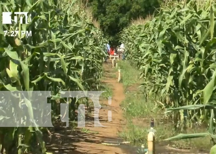 Producción de maíz en Nicaragua represanta un fuerte rubro agrícola