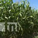 Producción de maíz en Nicaragua represanta un fuerte rubro agrícola