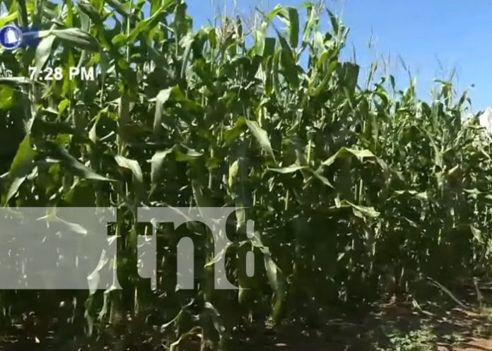 Producción de maíz en Nicaragua represanta un fuerte rubro agrícola
