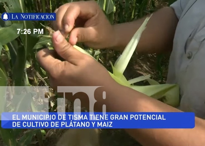 Producción de maíz en Nicaragua represanta un fuerte rubro agrícola