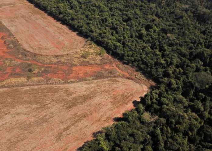 Deforestación de Amazonía brasileña aumentó 150% en diciembre