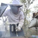 Foto: 11 años y es apasionado por la apicultura en Estelí / TN8