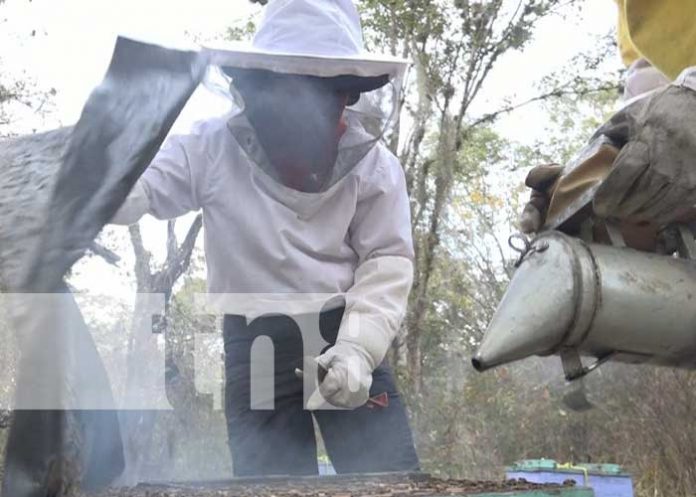 Foto: 11 años y es apasionado por la apicultura en Estelí / TN8