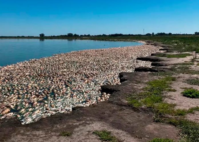 ¡Catástrofe ambiental! Aparecen miles de peces muertos en Argentina