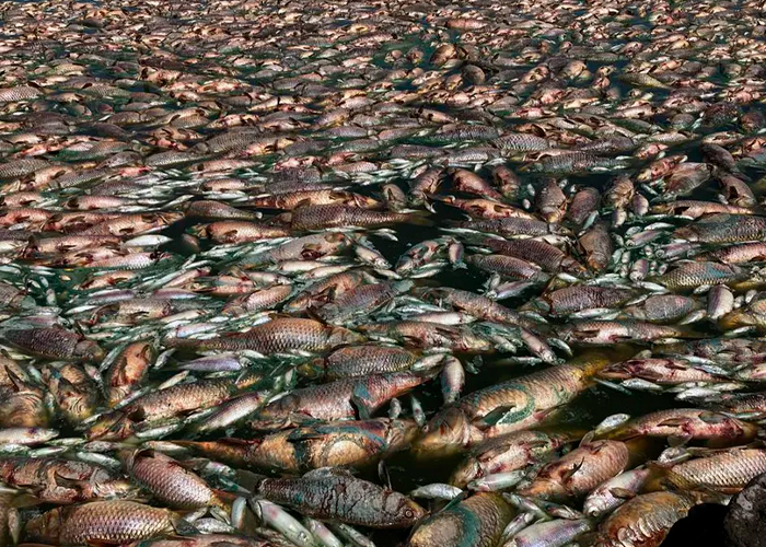 ¡Catástrofe ambiental! Aparecen miles de peces muertos en Argentina