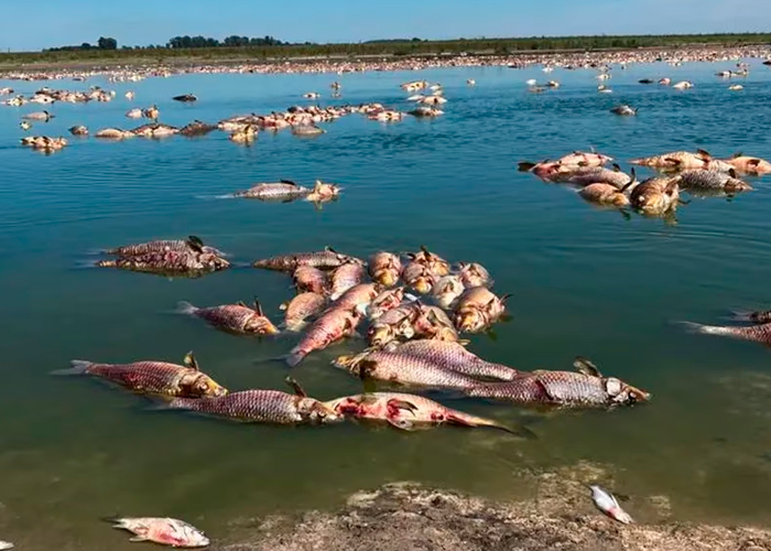 ¡Catástrofe ambiental! Aparecen miles de peces muertos en Argentina