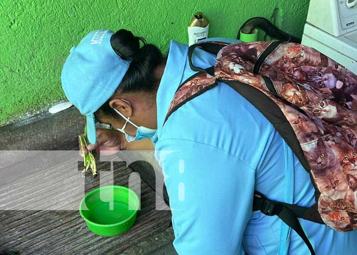Foto: Erradicación de zancudos en Managua / TN8