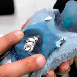 Capturan la paloma ‘Señora de los Cielos’, traficante de metanfetaminas