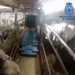Interceptan en España gigantesco cargamento de cocaína oculto en ganado