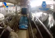 Interceptan en España gigantesco cargamento de cocaína oculto en ganado