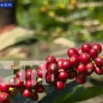 Ejército de Nicaragua garantiza la seguridad de la cosecha cafetalera
