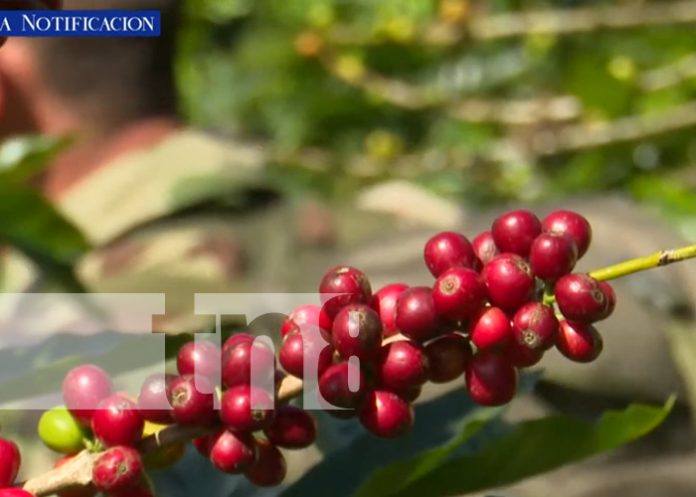 Ejército de Nicaragua garantiza la seguridad de la cosecha cafetalera