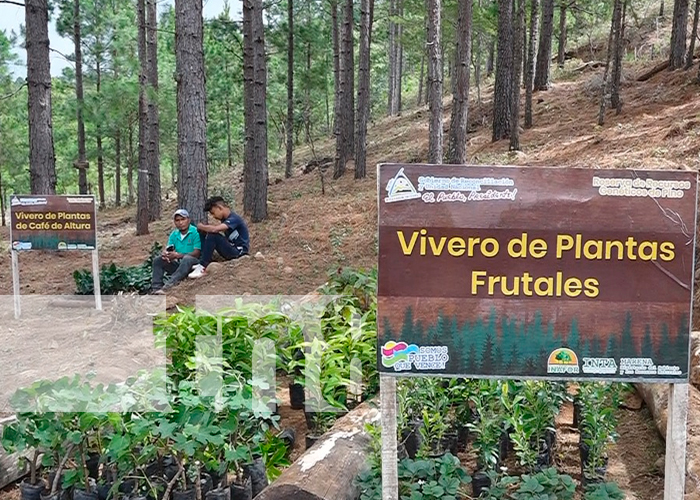 INTA inaugura finca experimental de recursos genéticos de pino en Madriz