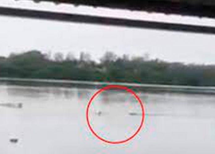 ¡Video de terror! Cocodrilo devora a un hombre en una laguna de México