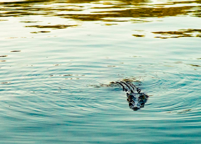 ¡Video de terror! Cocodrilo devora a un hombre en una laguna de México