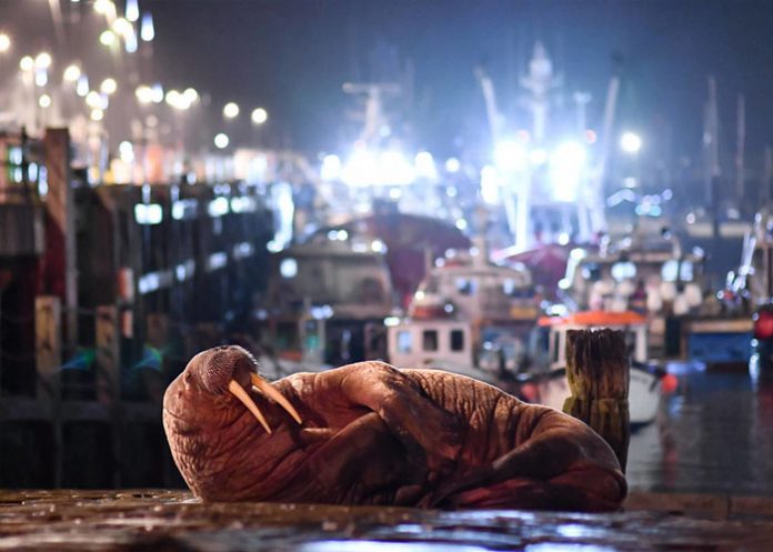 morsa Cancelan show de fuegos artificiales en Inglaterra por una morsa ártica