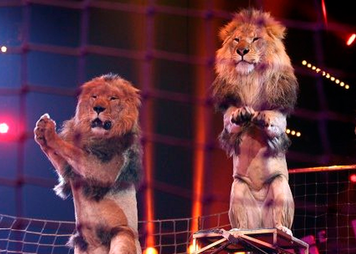 Vivo de milagro tras recibir un feroz ataque de un león en un circo de Rusia