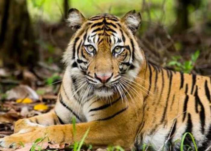 Indonesia: Tigre de Sumatra que dejó 6 personas heridas ya fue capturado