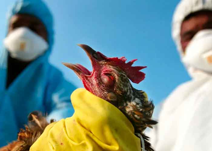 La OMS advierte que es necesario prepararse para una pandemia de gripe aviar.