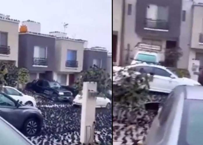 ¿Señal de desastre? Cuervos inundan calles, carros y árboles en Kyoto (Video)