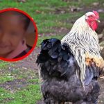 Niña es viral por llevar una gallina a clases por una confusión (Video)