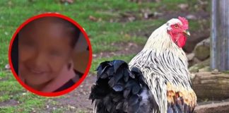 Niña es viral por llevar una gallina a clases por una confusión (Video)