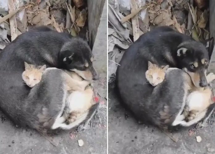 Viral: Un gato y un perro abrazados luego del terremoto en Turquía
