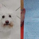 Perra de 13 años es abandonada con una carta