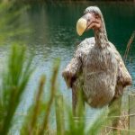 Científicos planean revivir al “Dodo”, un animal extinto hace cientos de años