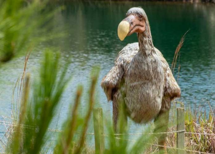 Científicos planean revivir al “Dodo”, un animal extinto hace cientos de años