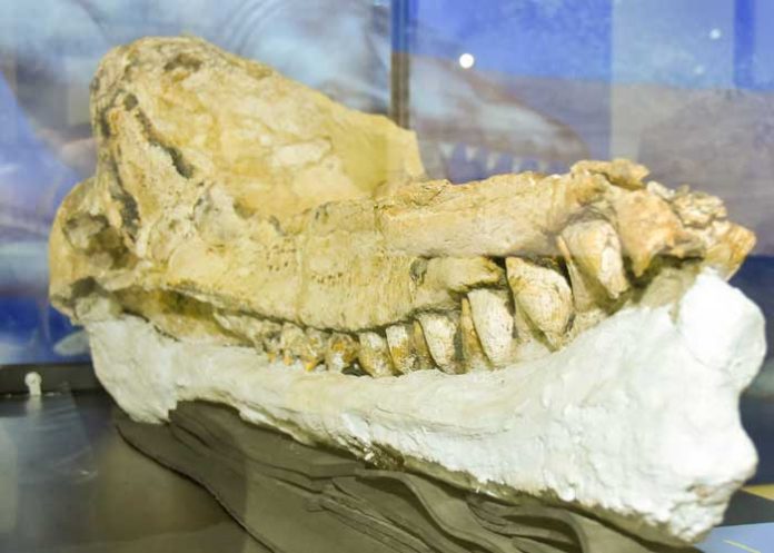 Científicos encuentran el “fósil mejor preservado” del cachalote en Perú