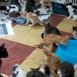 Hallan en Vietnam 2.000 gatos muertos destinados a la medicina tradicional
