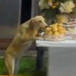 “Unos a la bulla y otros a la cabuya”: Perro roba comida de una boda
