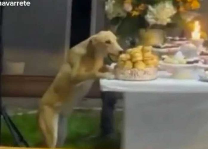 “Unos a la bulla y otros a la cabuya”: Perro roba comida de una boda