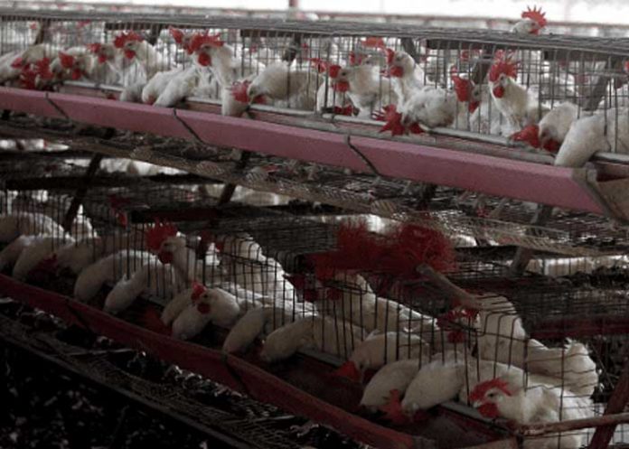 Argentina presenta el segundo caso de gripe aviar en Córdoba