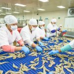 Foto: Amplio gusto económico de camaronicultura en la empresa Sahlman Seafoods / Cortesía