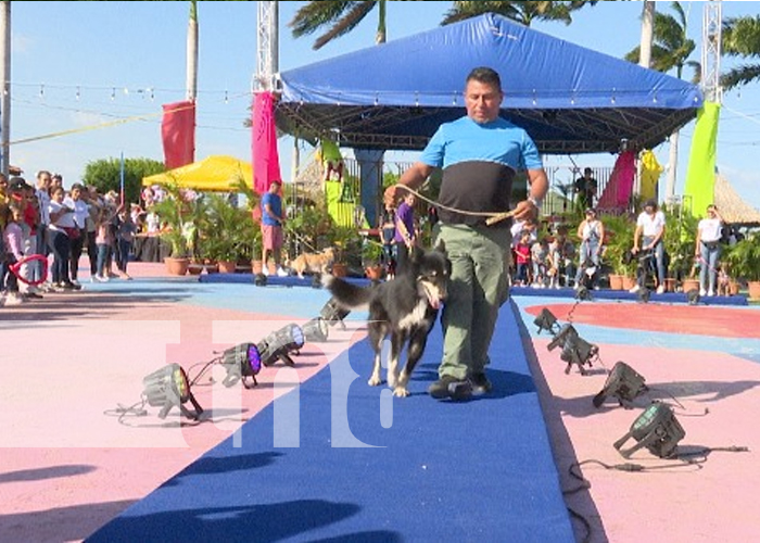 Foto: Jornada de salud animal "Pasarela con Animalitos", en Managua / TN8